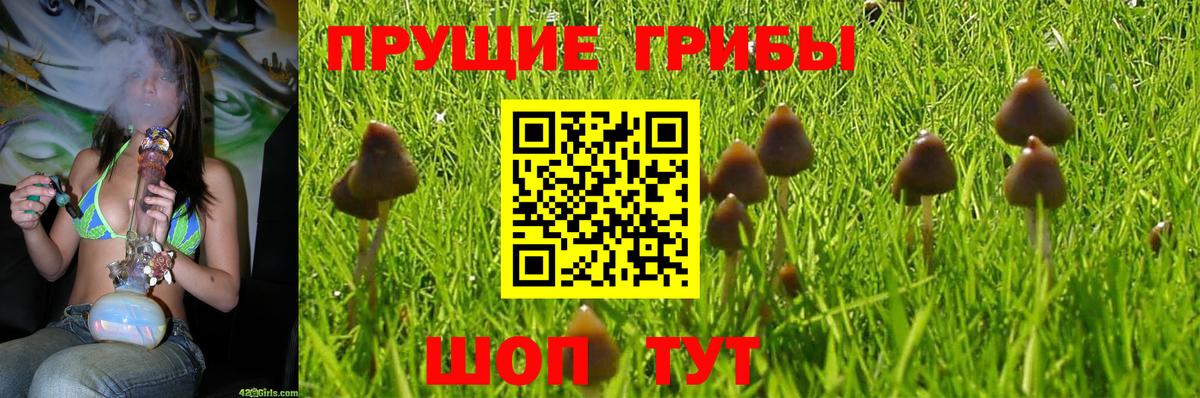 Сызрань  Псилоцибиновые грибы мицелий  Псилоцибиновые грибы GOLDEN TEACHER  Вход с VPN 